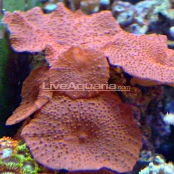 p-39397-mushroom-coral.jpg